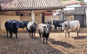 Los astados de Pallarés para Santander