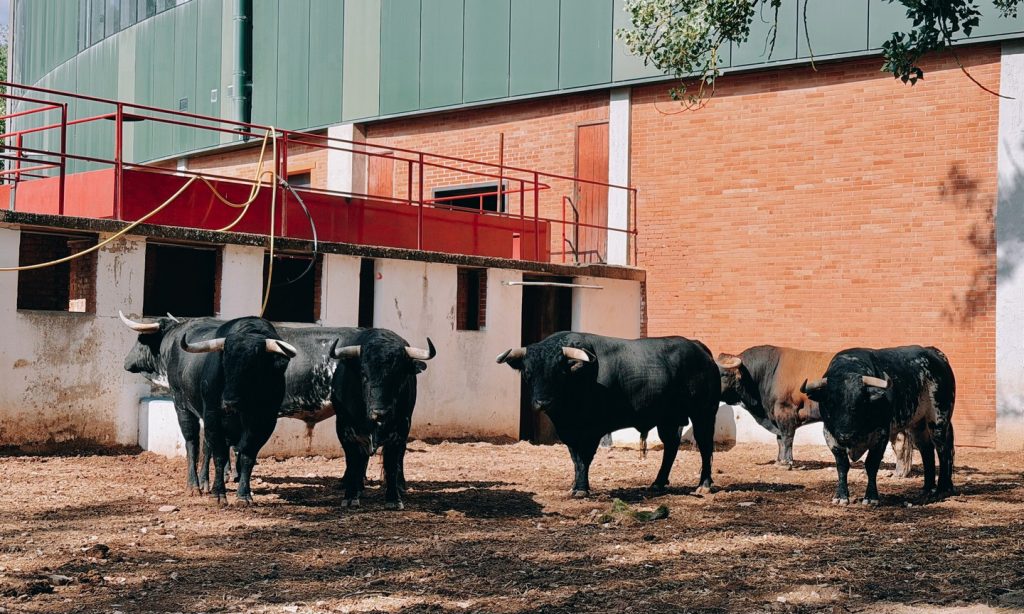 "Obediente", de Luis Algarra, cierra la Feria de Burgos 2026