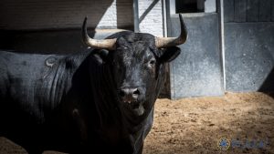 Orden de lidia para la segunda novillada de 'Cénate Las Ventas'