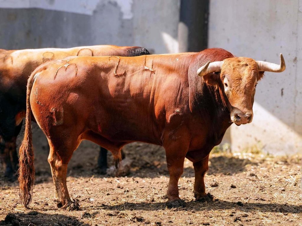 Sorteo de los toros de El Parralejo para Santander