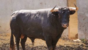 Los astados del campo charro llegan a Santander