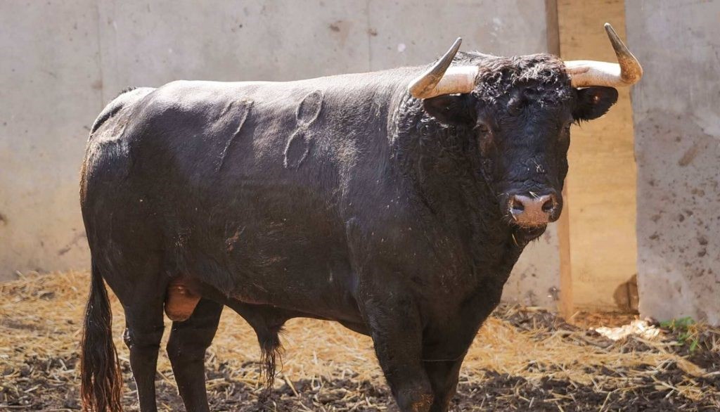 Los astados del campo charro llegan a Santander