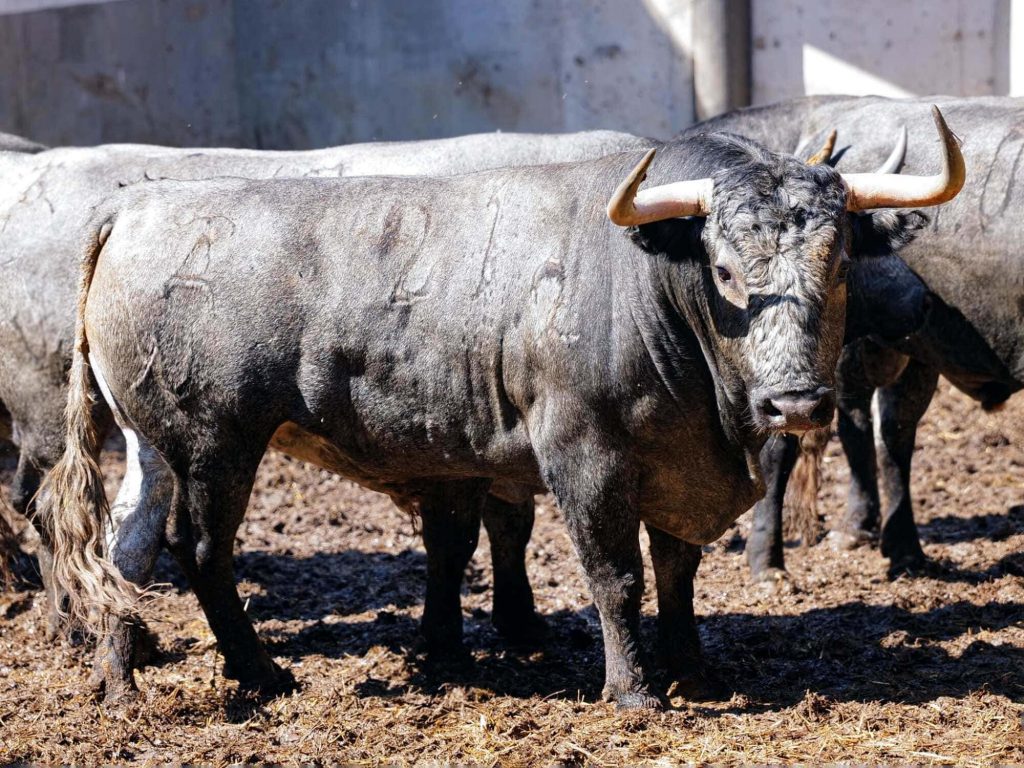 Orden de lidia de los toros de Victorino Martín para Santander