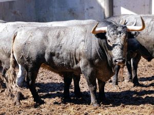 Orden de lidia de los toros de Victorino Martín para Santander