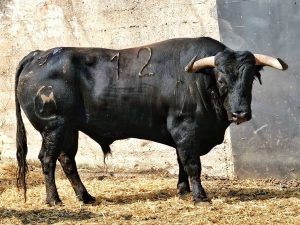 Tomás Bastos tomará la alternativa con 'Jareño' en Santander