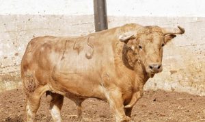 Los toros de Juan Pedro Domecq para Santander