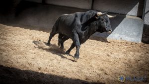 Orden de lidia para la final de la Copa Chenel en Las Ventas