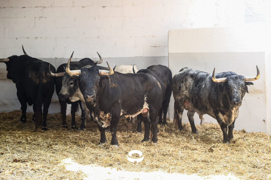 Orden de lidia de los toros de Cebada Gago para Pamplona