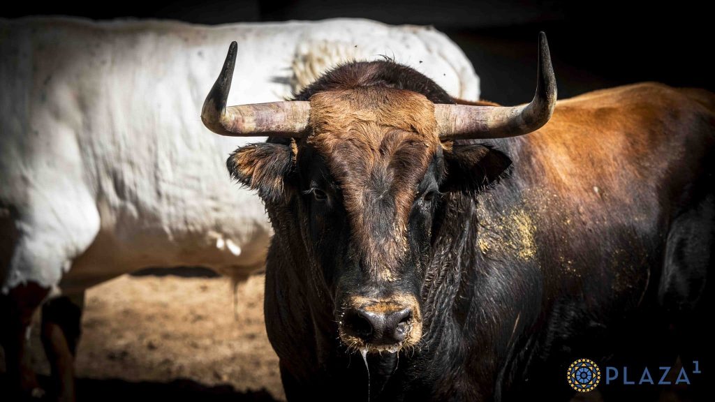 Los novillos de Toros de Brazuelas para hoy en Madrid