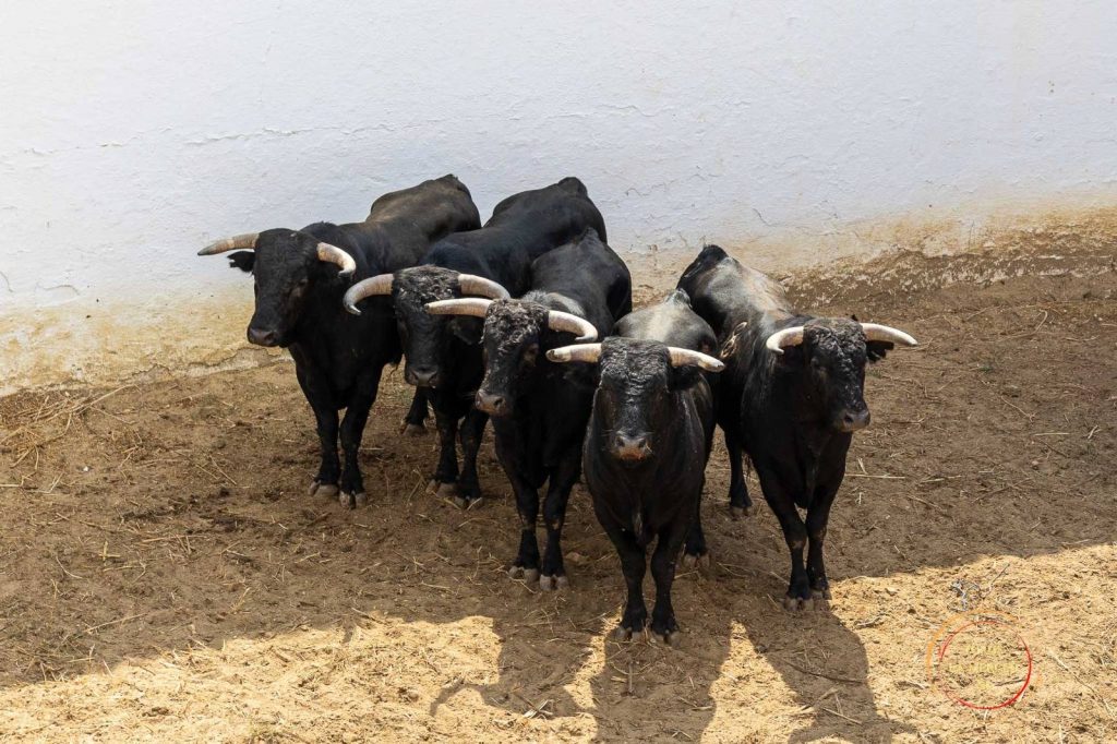 Hoy arrancan Las Colombinas 2026 en el Coso de 'La Merced'