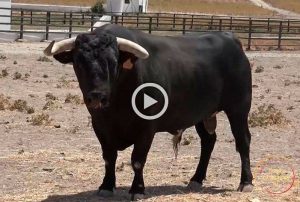 Los toros de Fermín Bohórquez para las Colombinas de Huelva