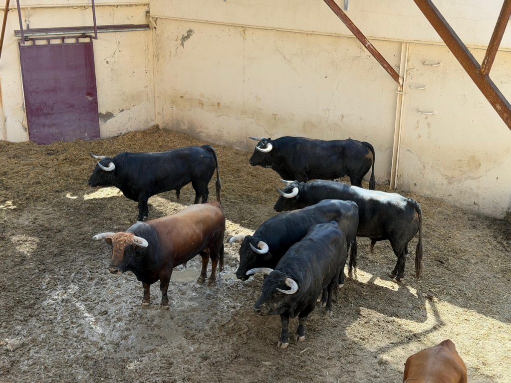 Orden de lidia de los toros de Luis Algarra para Huesca
