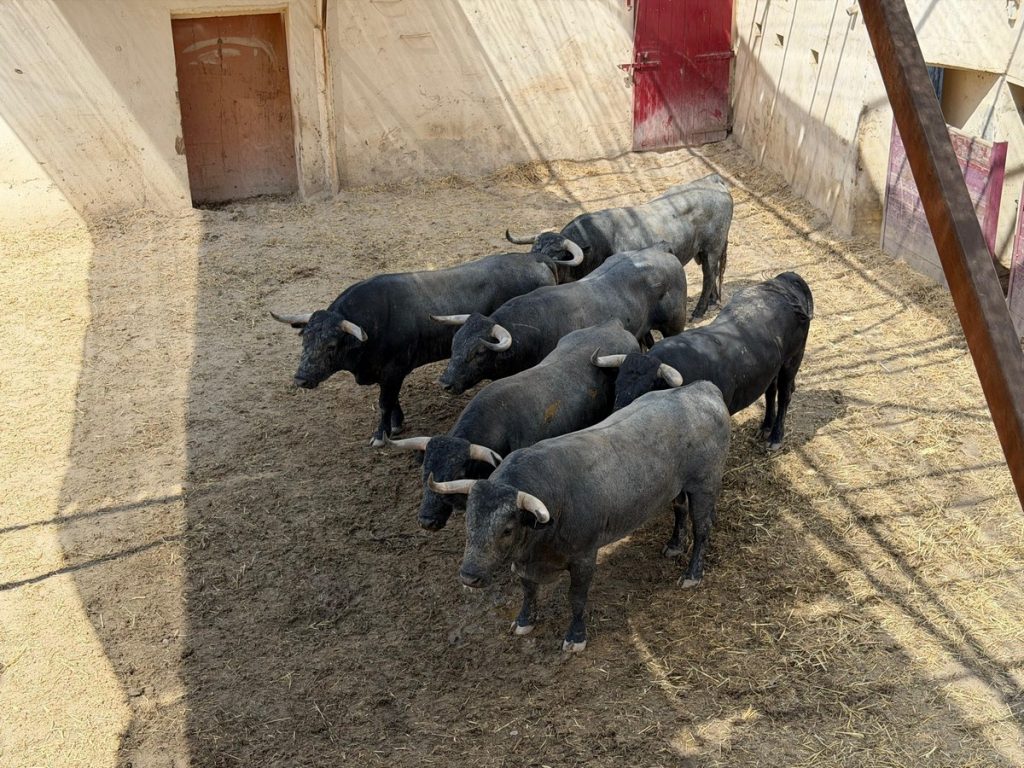 Los toros de Victorino Martín para Huesca