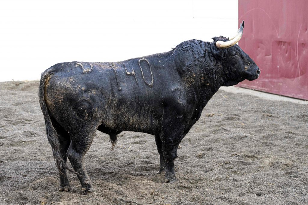 Los novillos de Fuente Ymbro y Bohórquez para Málaga