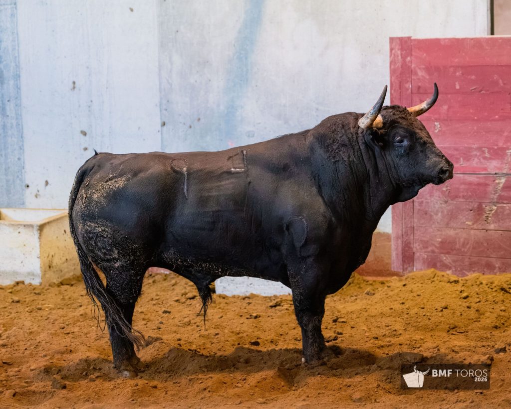 Orden de lidia para la corrida mixta de San Sebastián