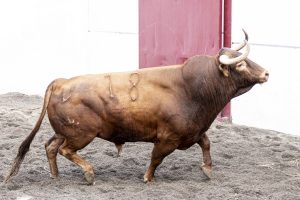 Los toros de Lagunajanda para Málaga