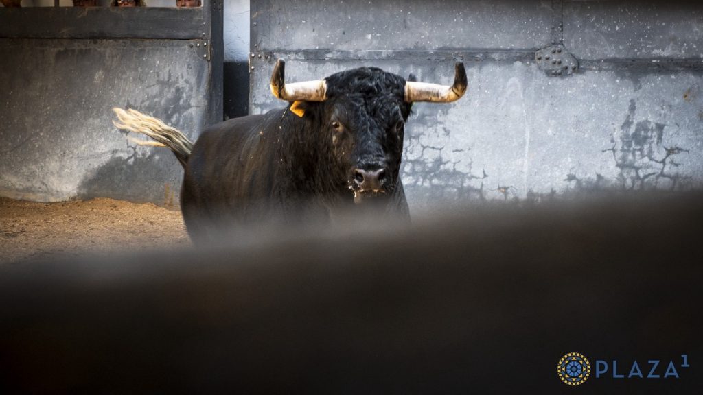 Los ejemplares de Passanha para hoy en Las Ventas