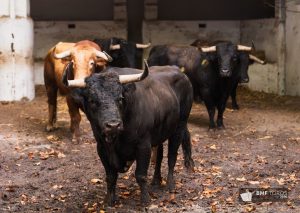 Los toros de Dolores Aguirre para Bilbao