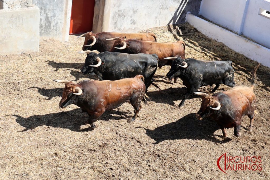 Orden de lidia para la novillada de Colmenar Viejo