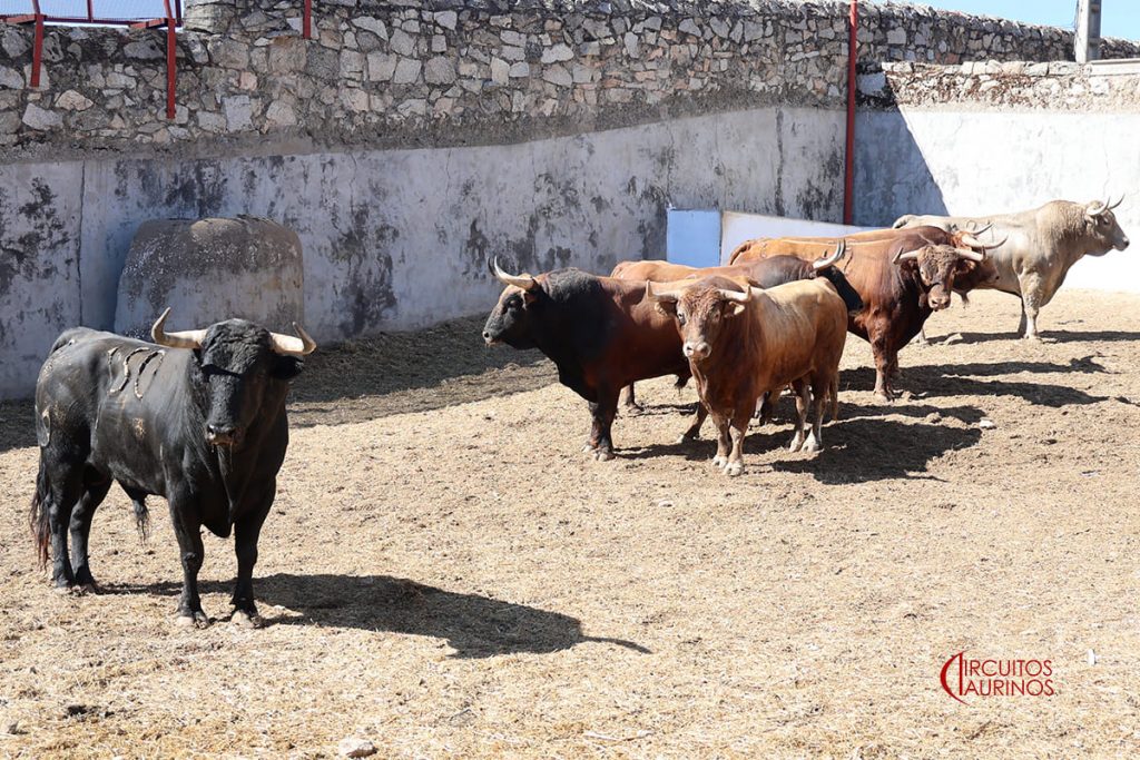 Listos los de Núñez del Cuvillo para Colmenar Viejo
