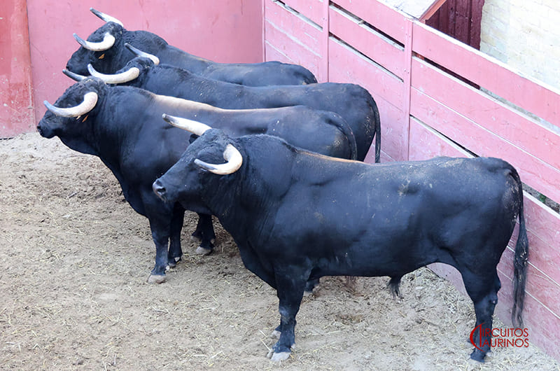 Listos los de San Pelayo para la corrida de rejones de El Puerto