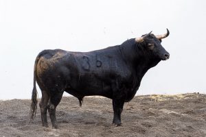 Los novillos de López Gibaja para la final del Circuito de Andalucía
