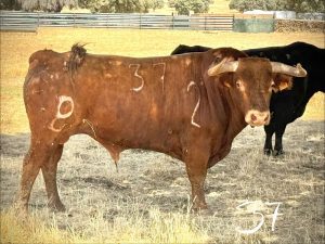 El sello Alcurrucén para Tarazona de la Mancha