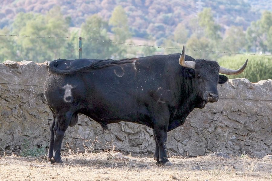 Una imponente corrida del Conde la Corte