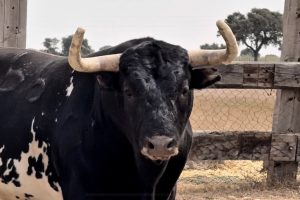 Imponentes Miuras para la Corrida Magallánica