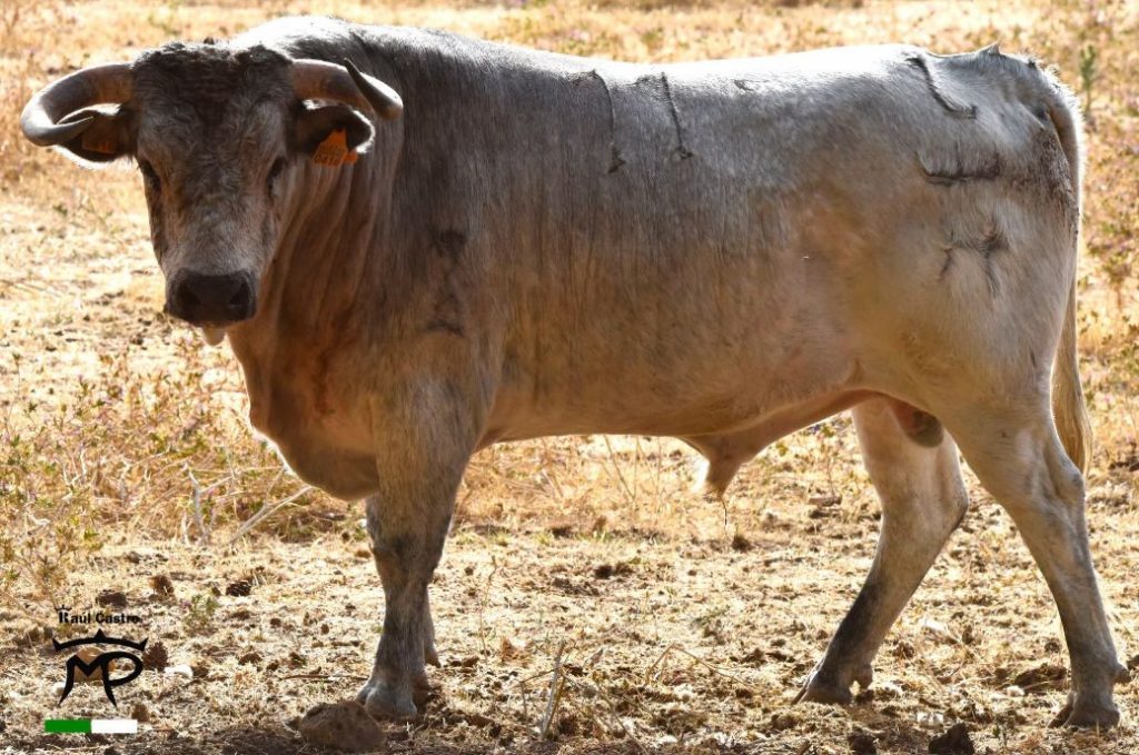 Los novillos de Pedro Miota para la Feria de San Julián
