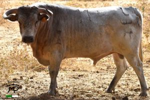 Los novillos de Pedro Miota para la Feria de San Julián