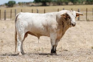 Los novillos de Rocío de la Cámara para Roa de Duero