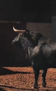Ejemplares de El Capea y Carmen Lorenzo para Palencia