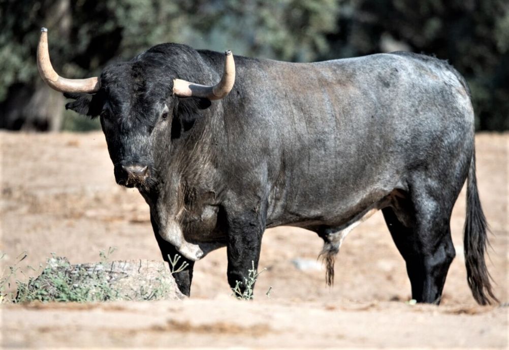 Tres festejos para la Feria de Sotillo de la Adrada