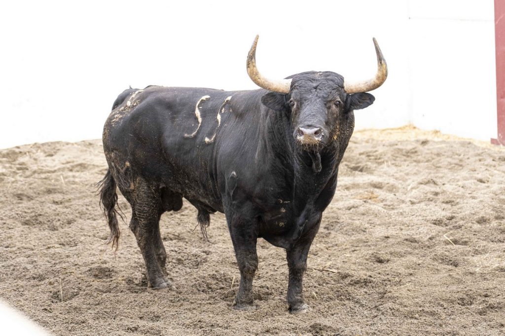 Sorteados los de Núñez del Cuvillo para Málaga