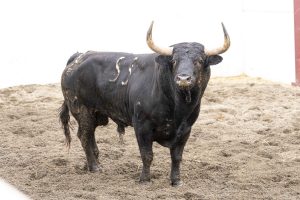 Sorteados los de Núñez del Cuvillo para Málaga