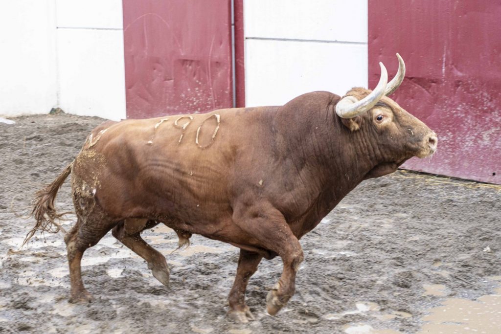 Orden de lidia de los toros de Juan Pedro Domecq para Málaga