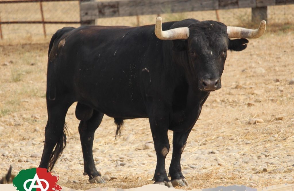 Los ejemplares de Miura para la Corrida Magallánica de Sanlúcar
