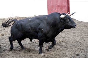 Los ejemplares de El Parralejo para Málaga