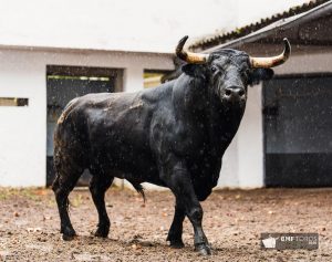 Los de Romao Tenorio para abrir las Corridas Generales