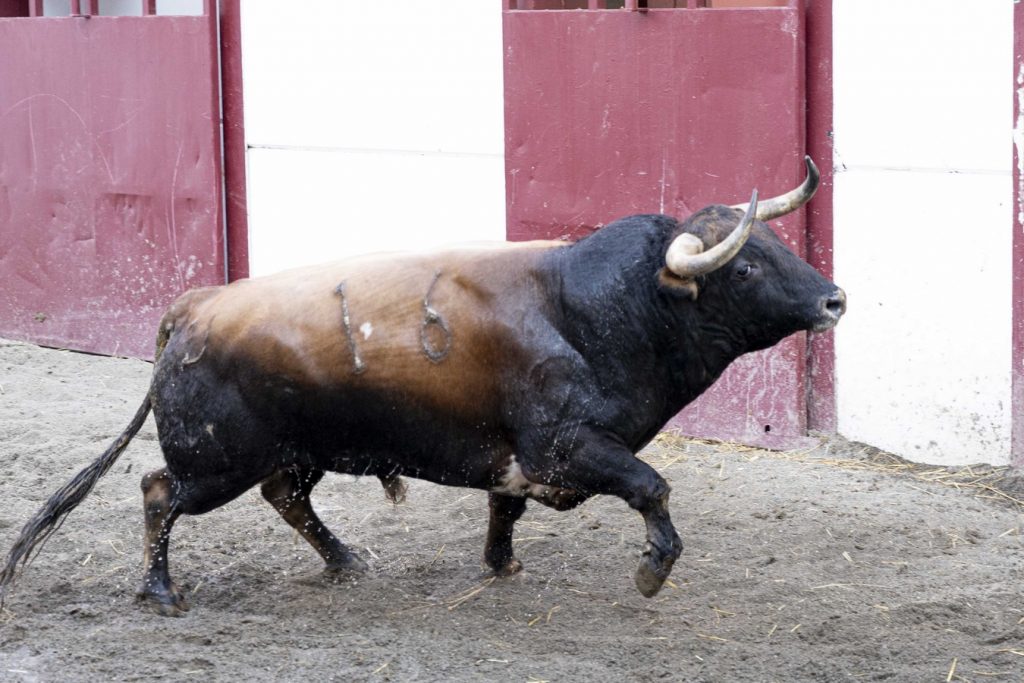 Orden de lidia para la corrida extraordinaria de Málaga