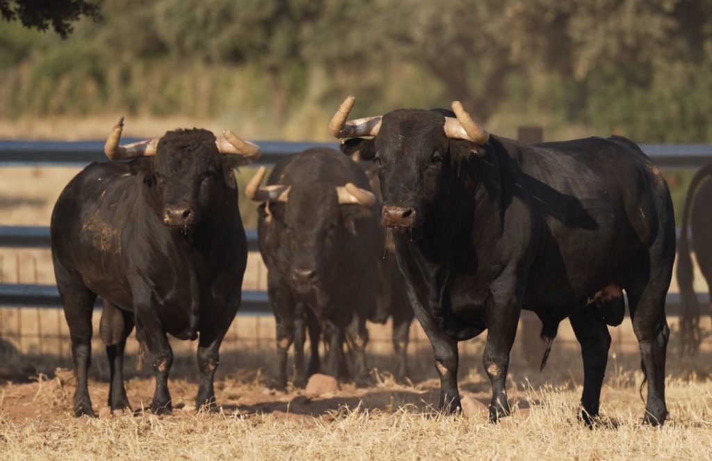 Seriedad en los toros de Araúz de Robles para Ciudad Real