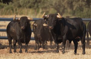 Seriedad en los toros de Araúz de Robles para Ciudad Real