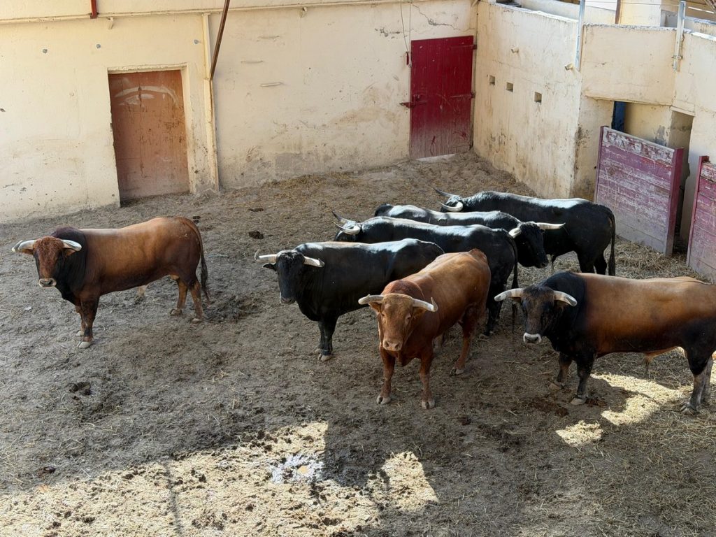 Orden de lidia de los toros de El Torero para esta tarde en Huesca