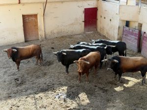 Orden de lidia de los toros de El Torero para esta tarde en Huesca