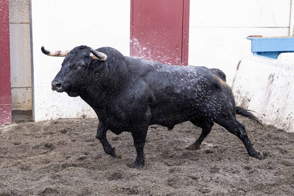 Orden de lidia de los toros de Los Espartales para Málaga