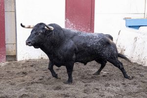 Orden de lidia de los toros de Los Espartales para Málaga