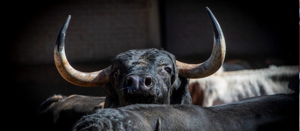 Los toros de José Enrique Fraile de Valdefresno para Madrid