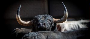 Los toros de José Enrique Fraile de Valdefresno para Madrid
