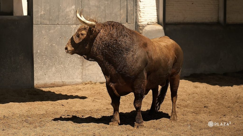 Los toros de Pedraza de Yeltes ya están en Las Ventas